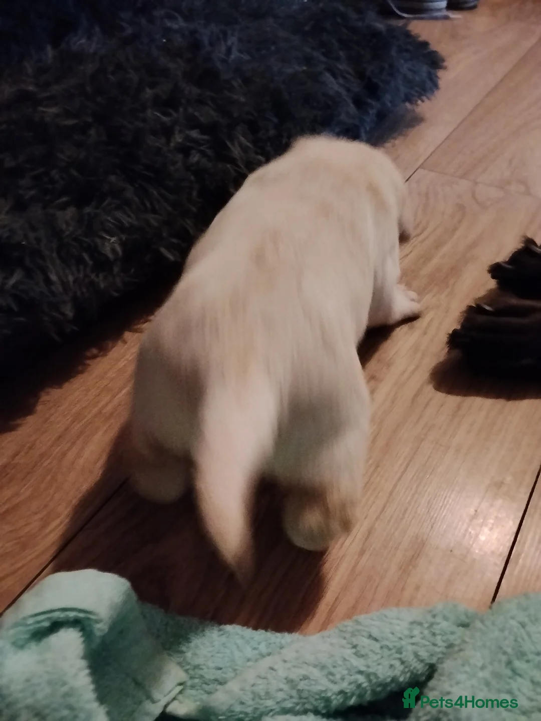 Labrador Retriever dogs for sale: 6 Yellow/Black Labrador Retrievers - Advert 26