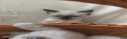 Ragdoll cats for sale: Perdolls  - Advert 27