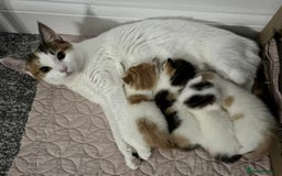 Domestic Shorthair cats for sale: Sweet, Playful Kittens Ready for Loving Homes 🐱 - Image 2