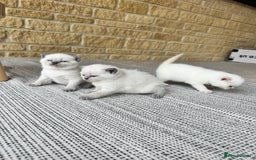 British Shorthair cats for sale: PEDIGREE BRITISH SHORTHAIR KITTENS COLOURPOINT - Image 11