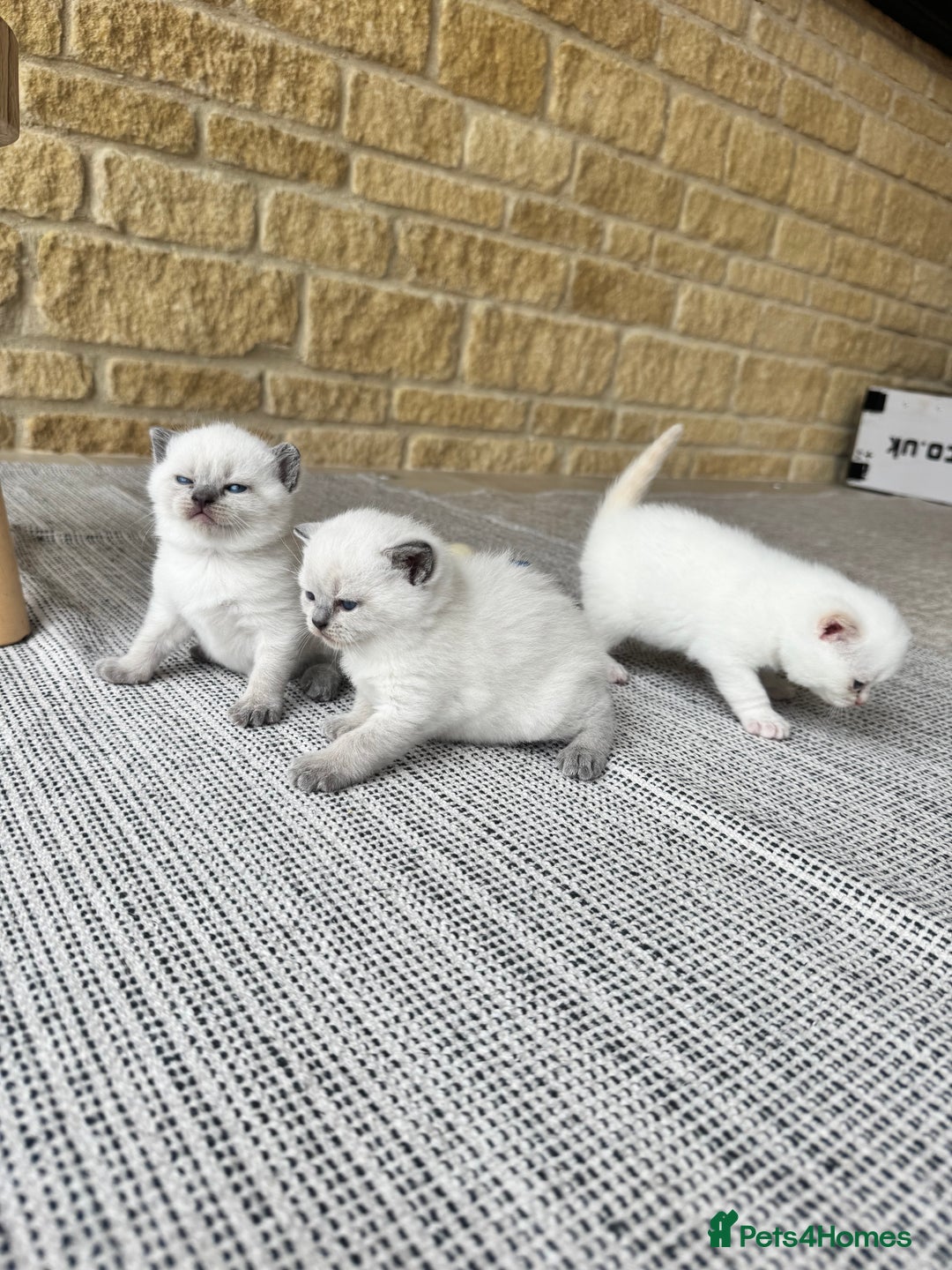 British Shorthair cats for sale: PEDIGREE BRITISH SHORTHAIR KITTENS COLOURPOINT - Image 11