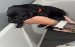 Labrador Retriever dogs for sale: Labrador puppies  - Image 2