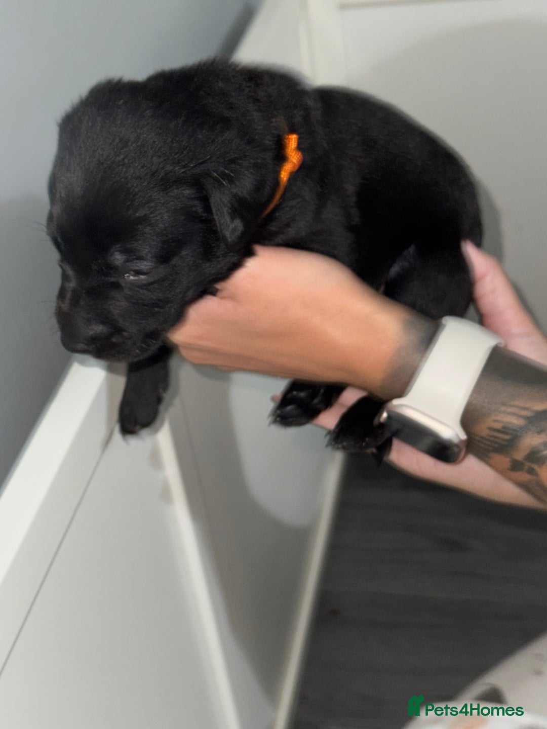 Labrador Retriever dogs for sale: Labrador puppies  - Image 2