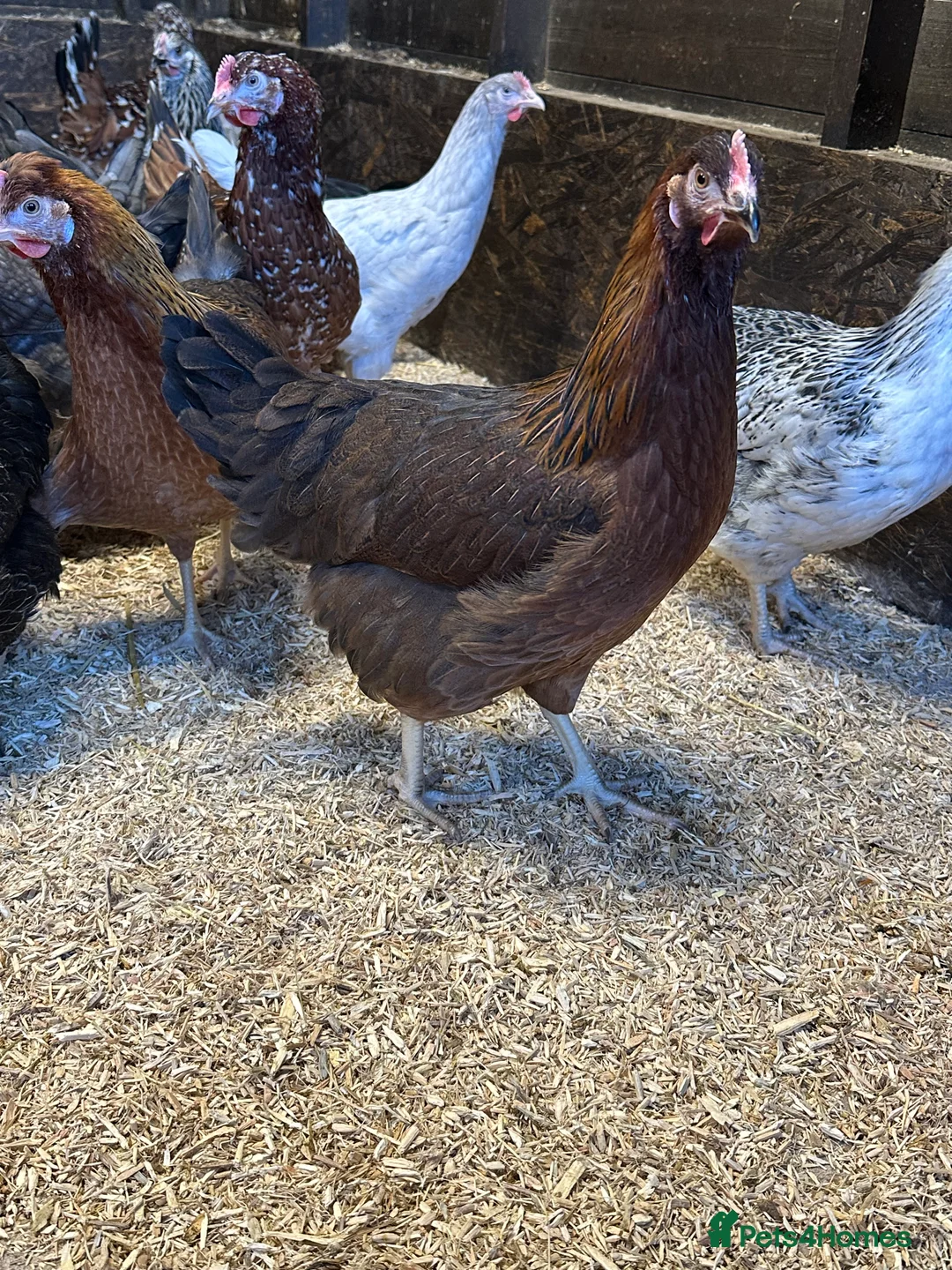 Chickens poultry for sale: Point of lay Hens in a wide range of breeds  - Advert 4