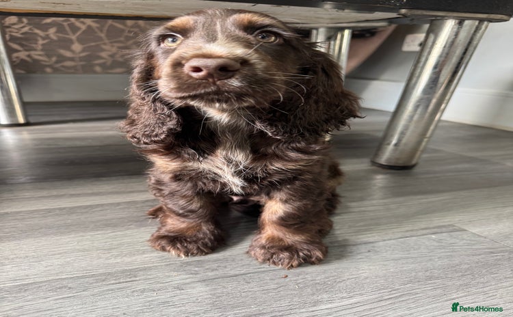 Cocker Spaniel dogs in Brighouse - Advert 2