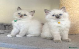 Ragdoll cats for sale: Gentle, Affectionate, Cuddly, Playful Kittens - Image 13