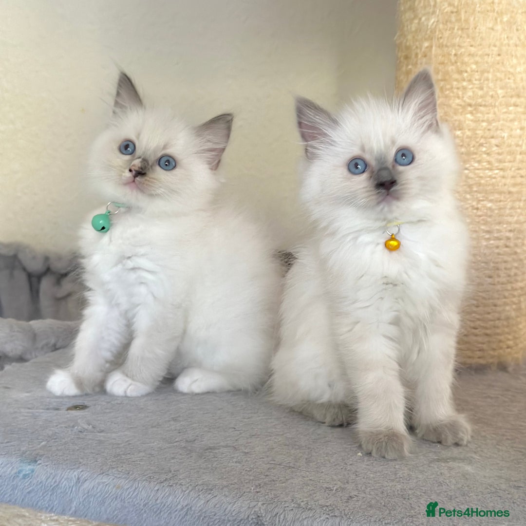 Ragdoll cats for sale: Gentle, Affectionate, Cuddly, Playful Kittens - Image 13