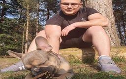 French Bulldog dogs for sale: Bulldog franch  - Image 22