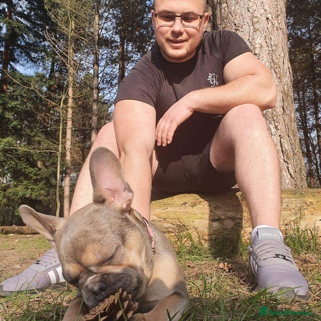 French Bulldog dogs for sale: Bulldog franch  - Image 22
