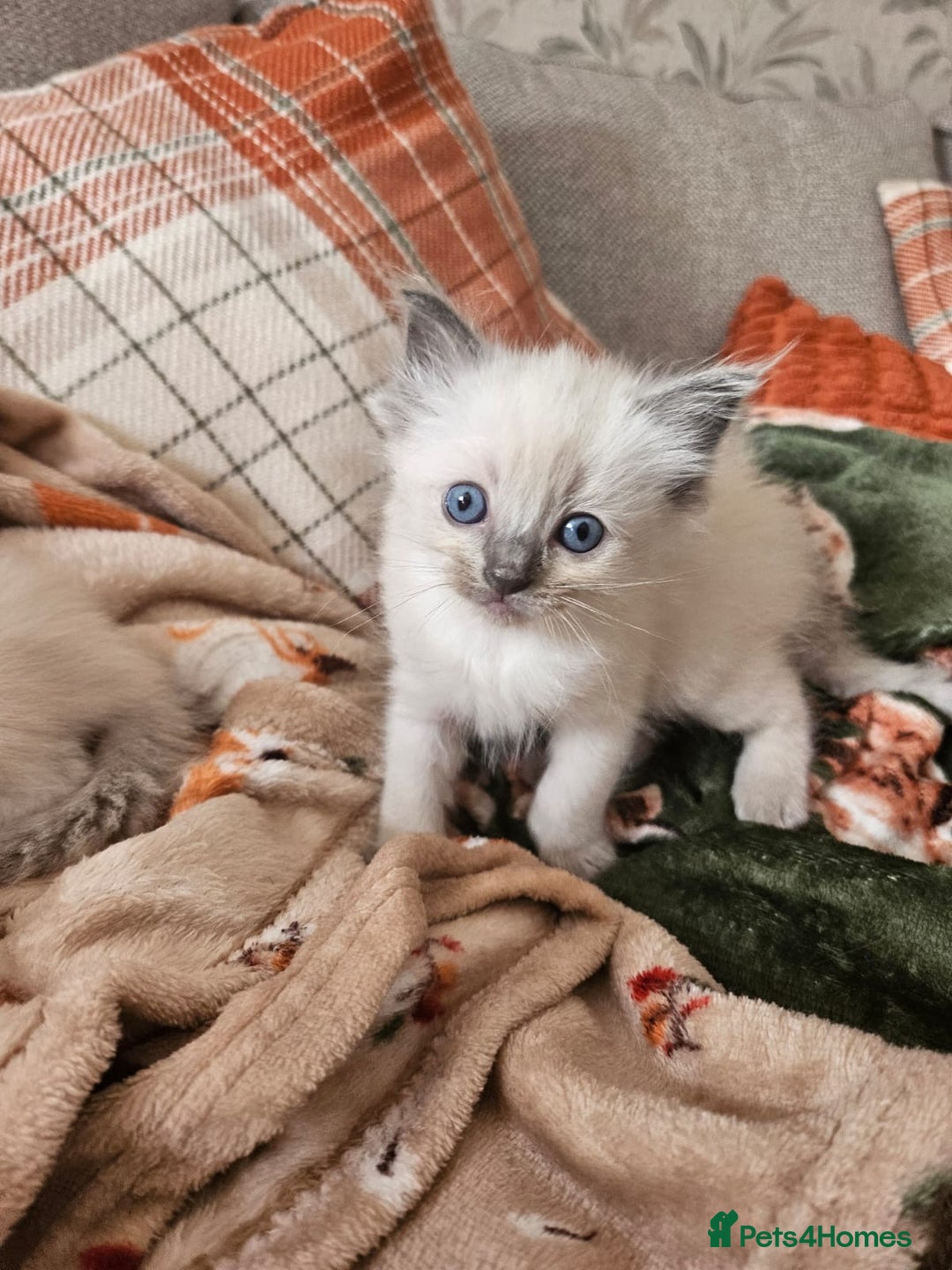 Ragdoll cats for sale: Blue mitted ragdoll kittens  - Image 14