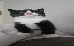 Mixed Breed cats for sale: 4 fluffy kittens for sale - Image 7