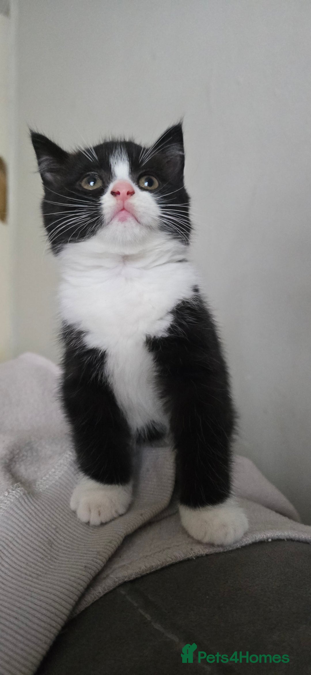 Mixed Breed cats for sale: 4 fluffy kittens for sale - Image 7