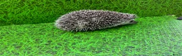 Pygmy Hedgehog rodents for sale: African Pygmy Hedghogs  - Advert 3