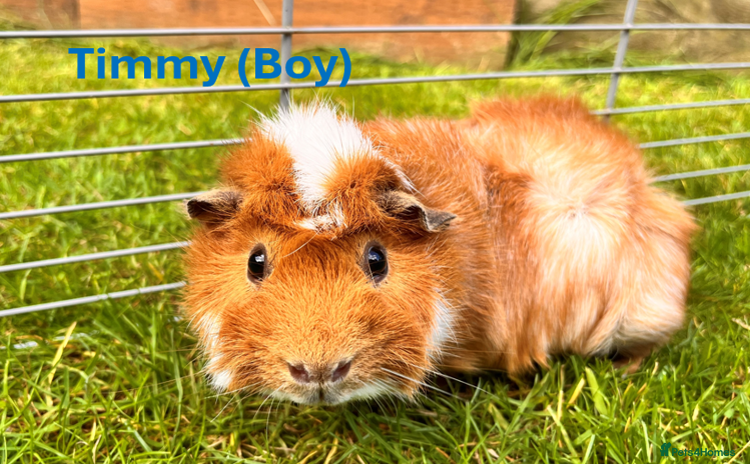 Guinea Pig rodents - Advert 11