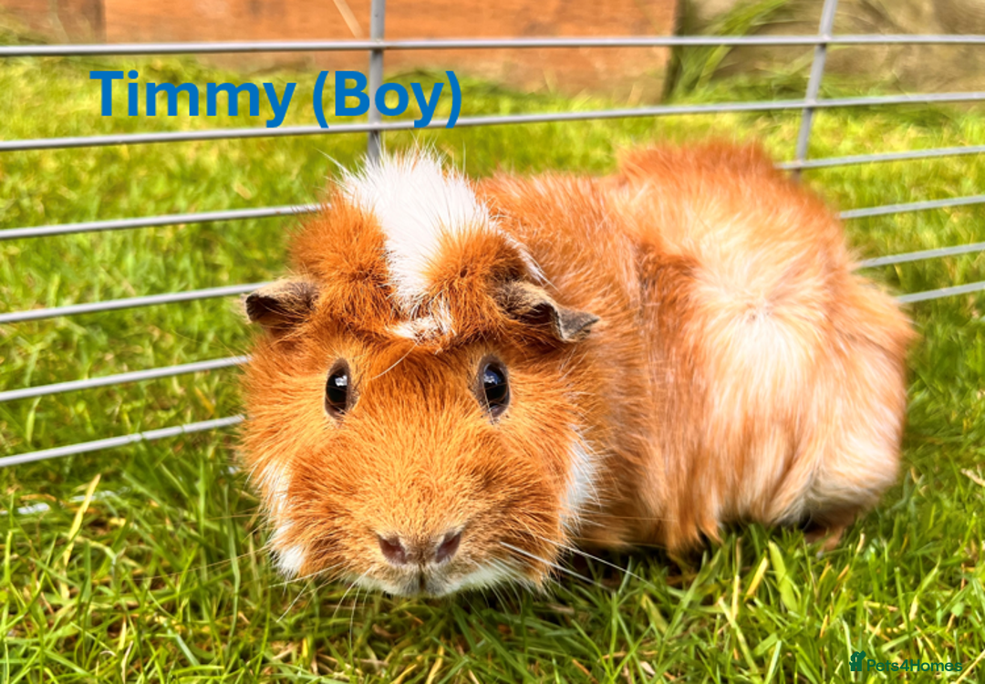Guinea Pig rodents for sale: Friendly Guinea Pigs for Rehoming - Image 1