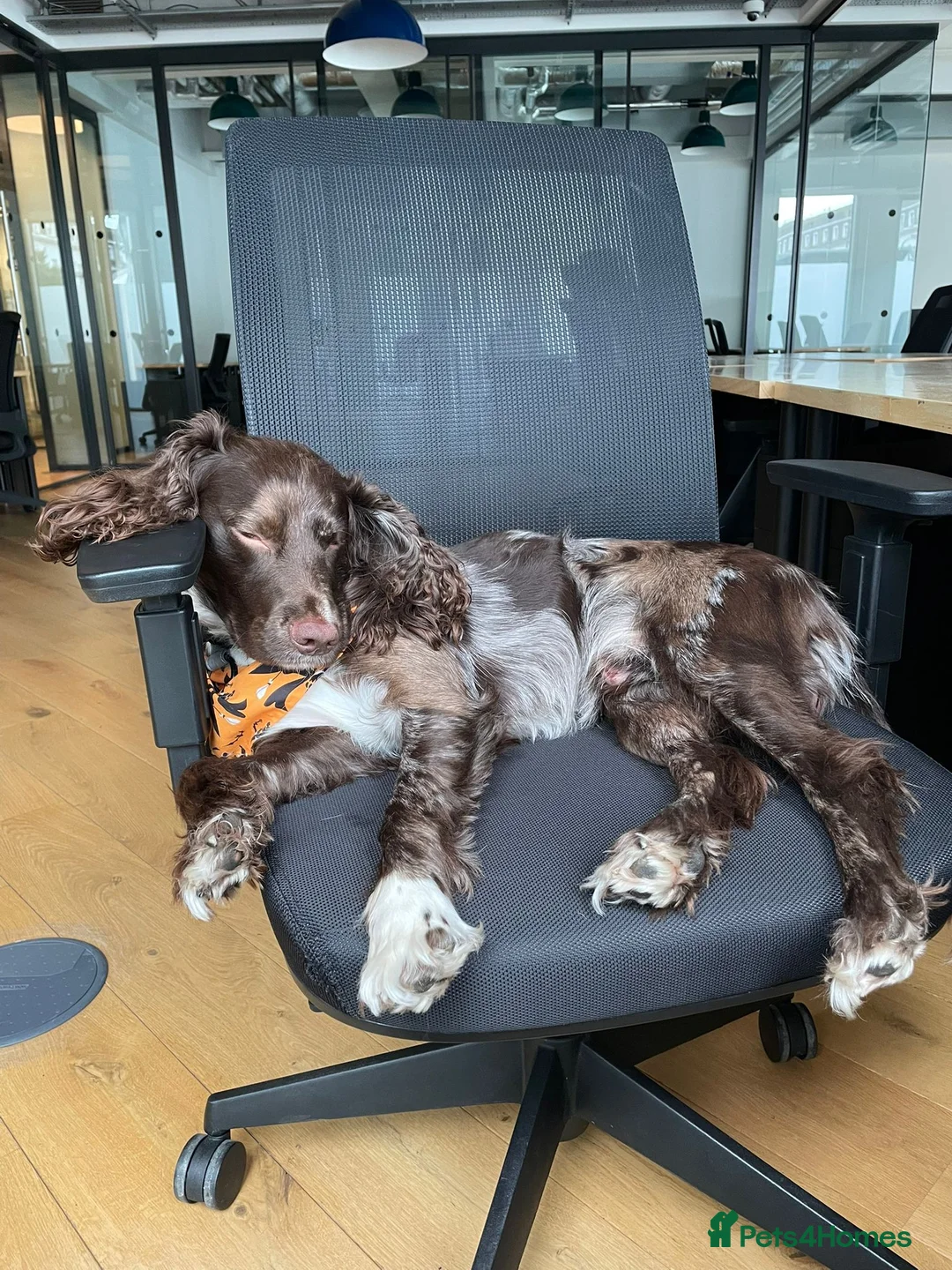 Sprocker dogs for stud: 2 year old brown merle Sprocker for stud - Advert 11