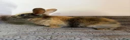 French Lop rabbits for sale: 5 baby rabbits ready to go now - Advert 11