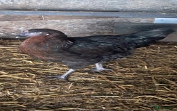 Chickens poultry for sale: Hybrid pullets available  - Image 6