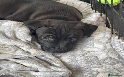 Staffordshire Bull Terrier dogs for sale: Sold  - Image 21