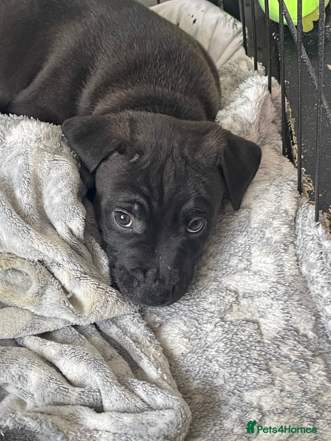 Staffordshire Bull Terrier dogs for sale: Sold  - Image 21