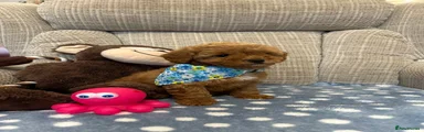 Poochon 2