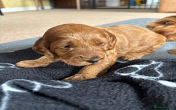 Cockapoo dogs for sale: Gorgeous F2 Cockapoo Puppies - Image 6