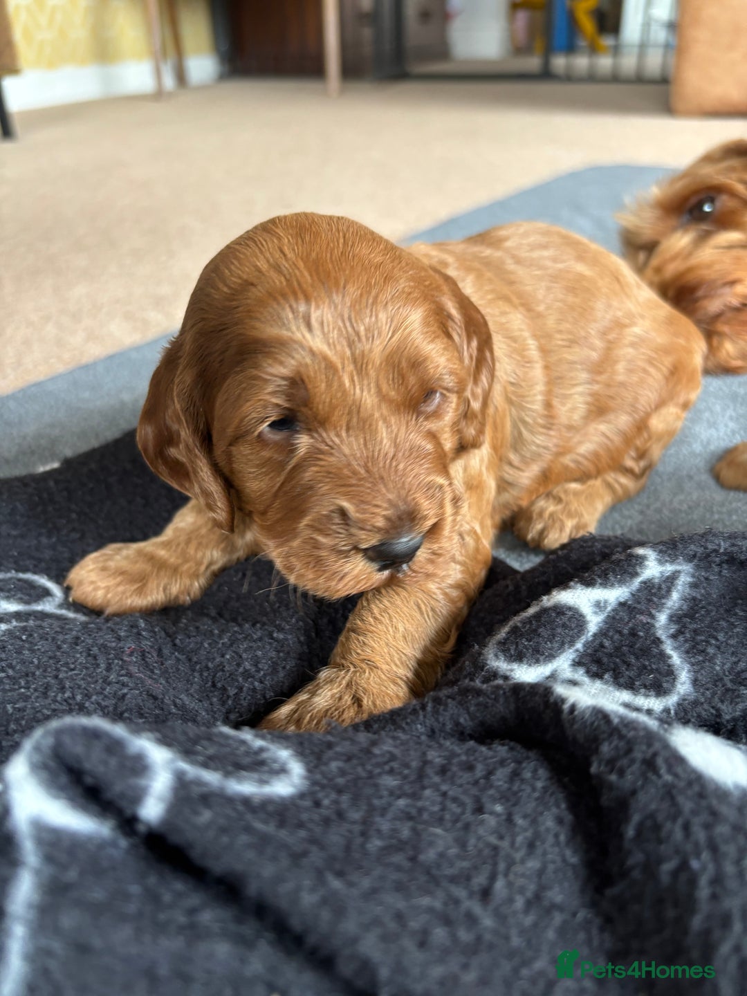 Cockapoo dogs for sale: Gorgeous F2 Cockapoo Puppies - Image 6