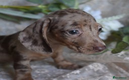 Miniature Dachshund dogs for sale: KC Smooth Coat Miniature Dachshund Puppies - Image 6