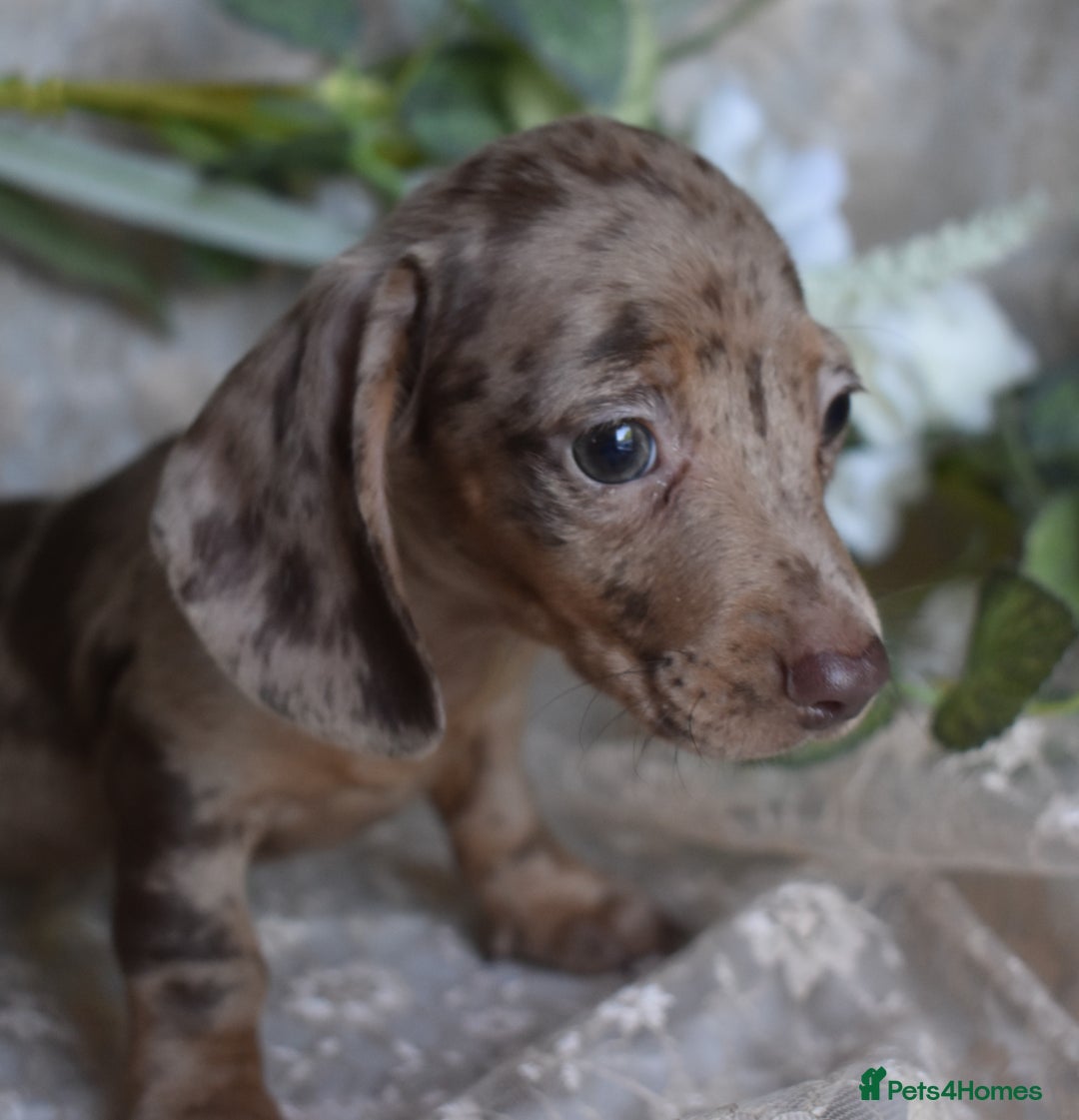 Miniature Dachshund dogs for sale: KC Smooth Coat Miniature Dachshund Puppies - Image 6