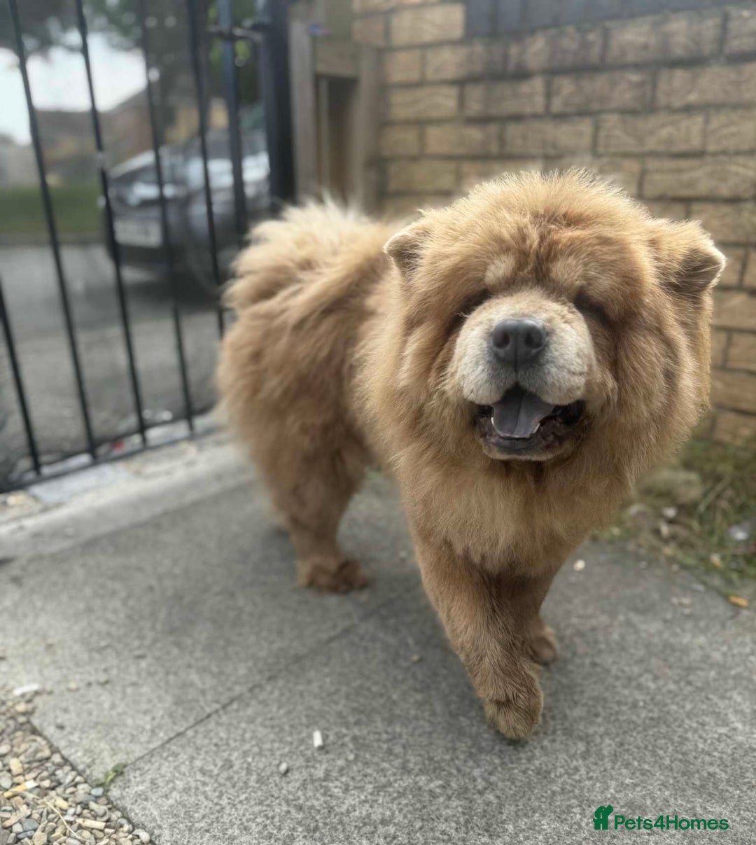 Chow Chow dogs for stud: Champion lines Cinnamon Chow Chow Stud 🦁 in Stockton-on-Tees - Image 2