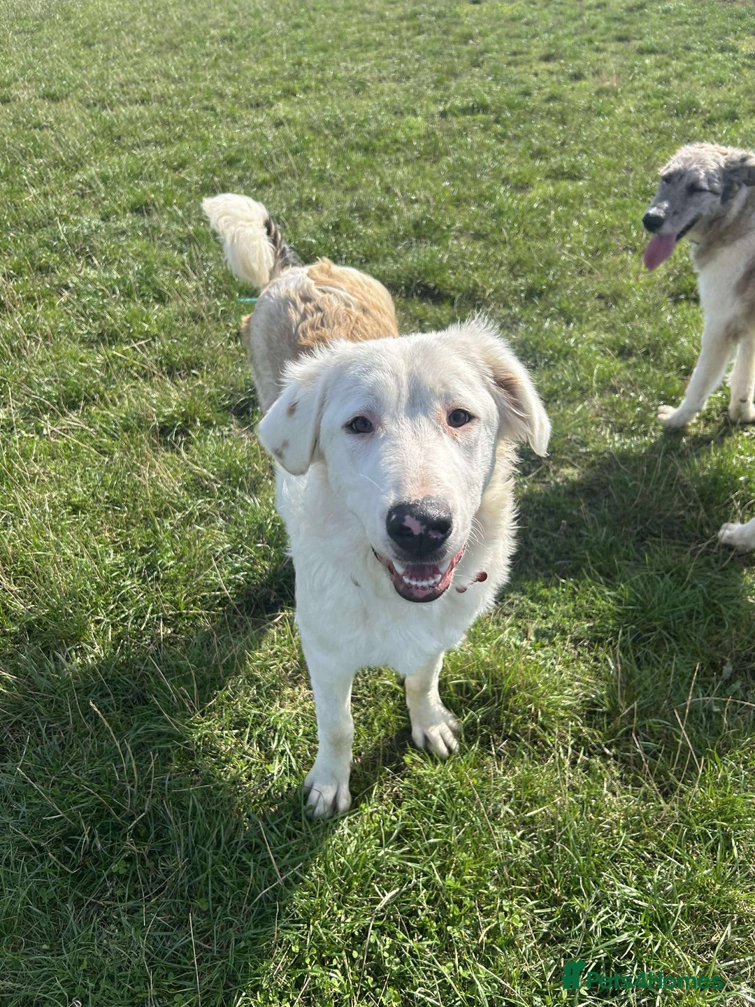 Mixed Breed dogs for adoption: TESS the big softie  - Image 3