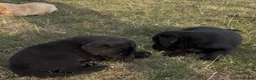 Labrador Retriever dogs for sale: Joyful Labrador Puppies Ready to Steal Your Heart - Advert 4