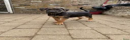 Cane Corso dogs for sale: BEAUTIFUL CANE CORSO puppies. PROTECTION+FAMILY - Advert 2