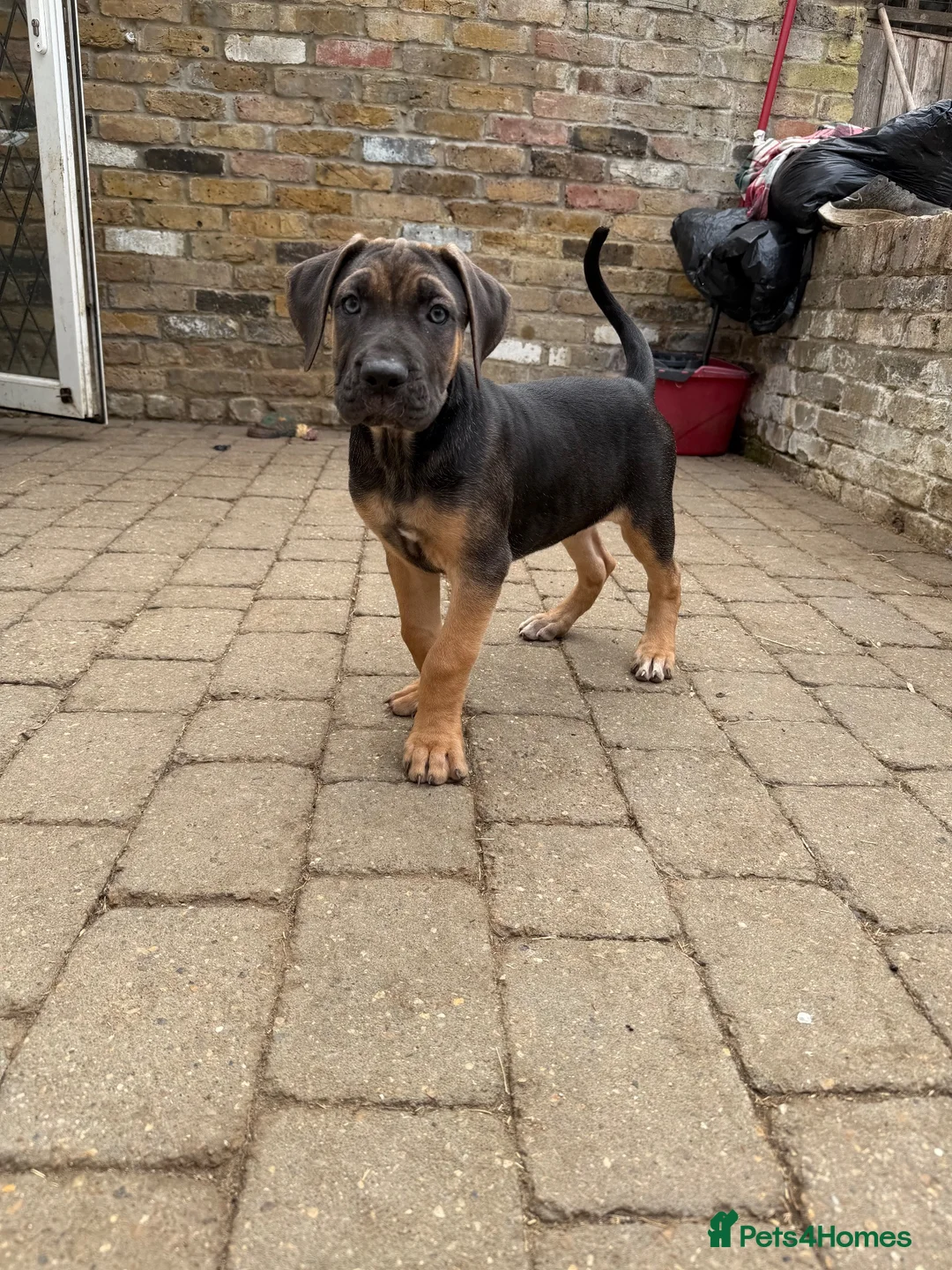 Cane Corso dogs for sale: BEAUTIFUL CANE CORSO puppies. PROTECTION+FAMILY - Advert 2