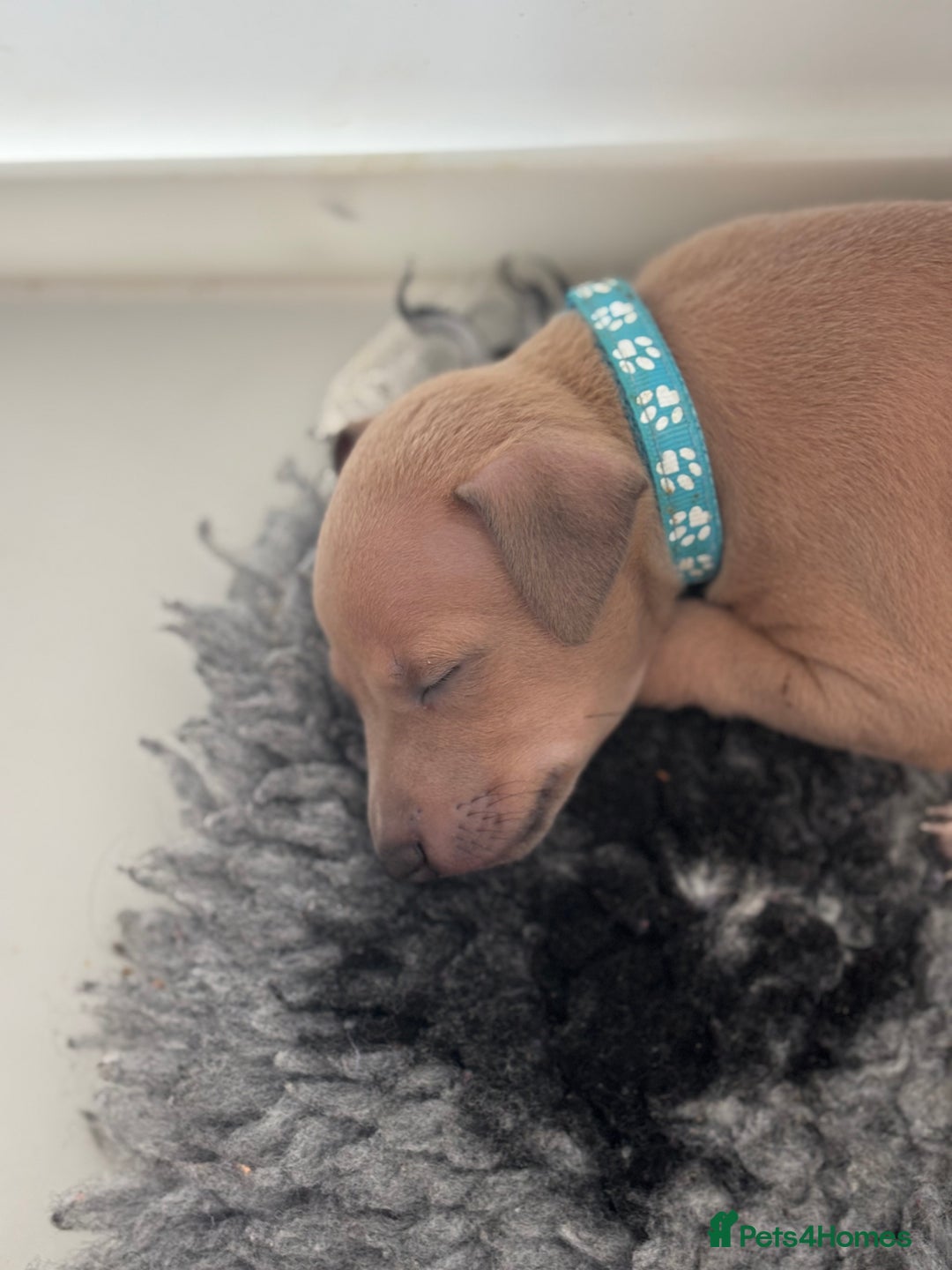 Italian Greyhound dogs for sale: Beautiful Italian Greyhound puppies - Image 5