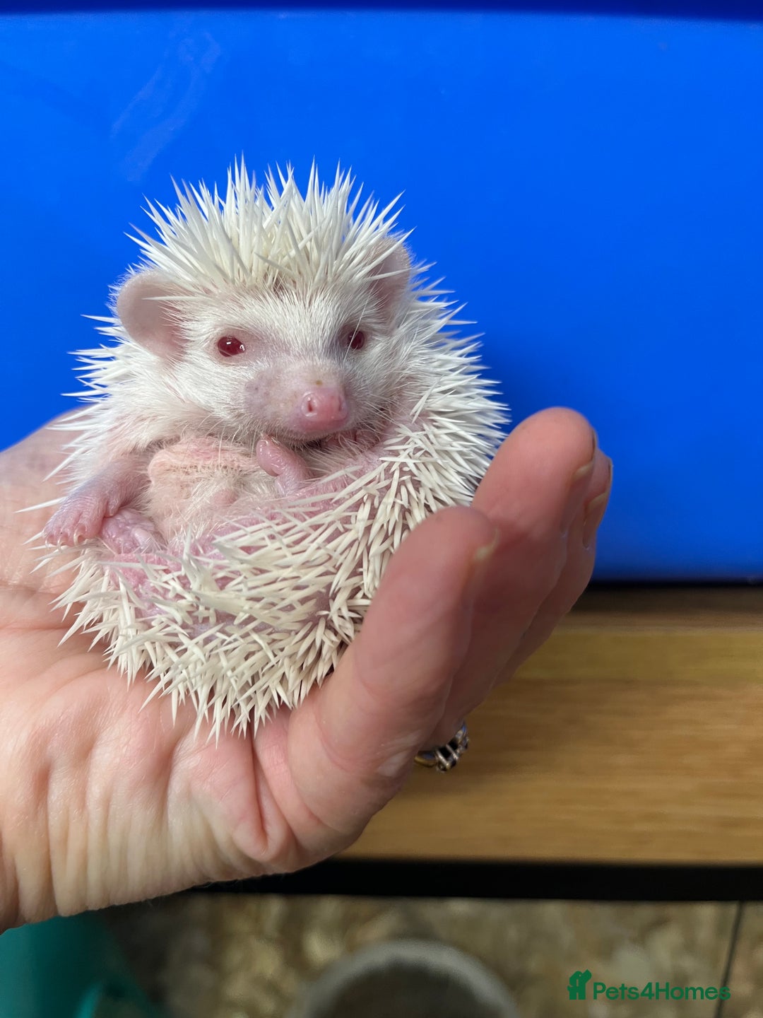 Pygmy Hedgehog rodents for sale: Jet black /albino/assorted baby hoglets ready now! - Advert 12