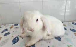 Mini Lop rabbits for sale: Beautiful mini lops bunnies - Image 4