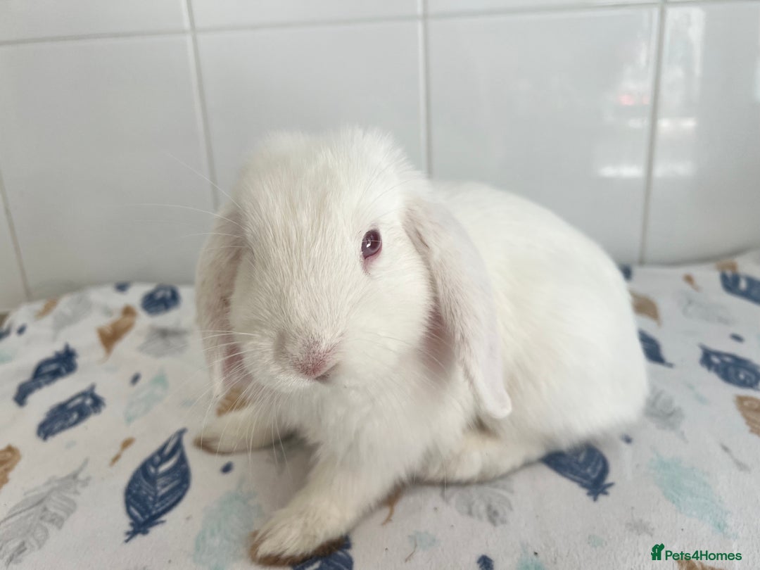 Mini Lop rabbits for sale: Beautiful mini lops bunnies - Image 4