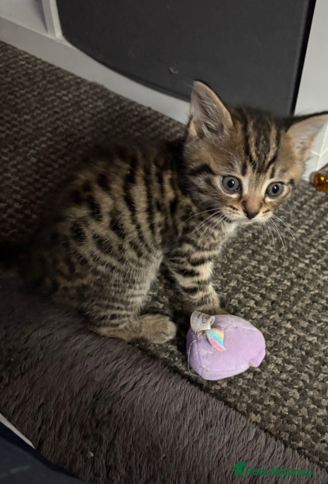 Mixed Breed cats for sale: Grey tabby & black kittens - Image 8