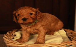 Cavapoo dogs for sale: Gorgeous Cavapoo puppies - Image 3