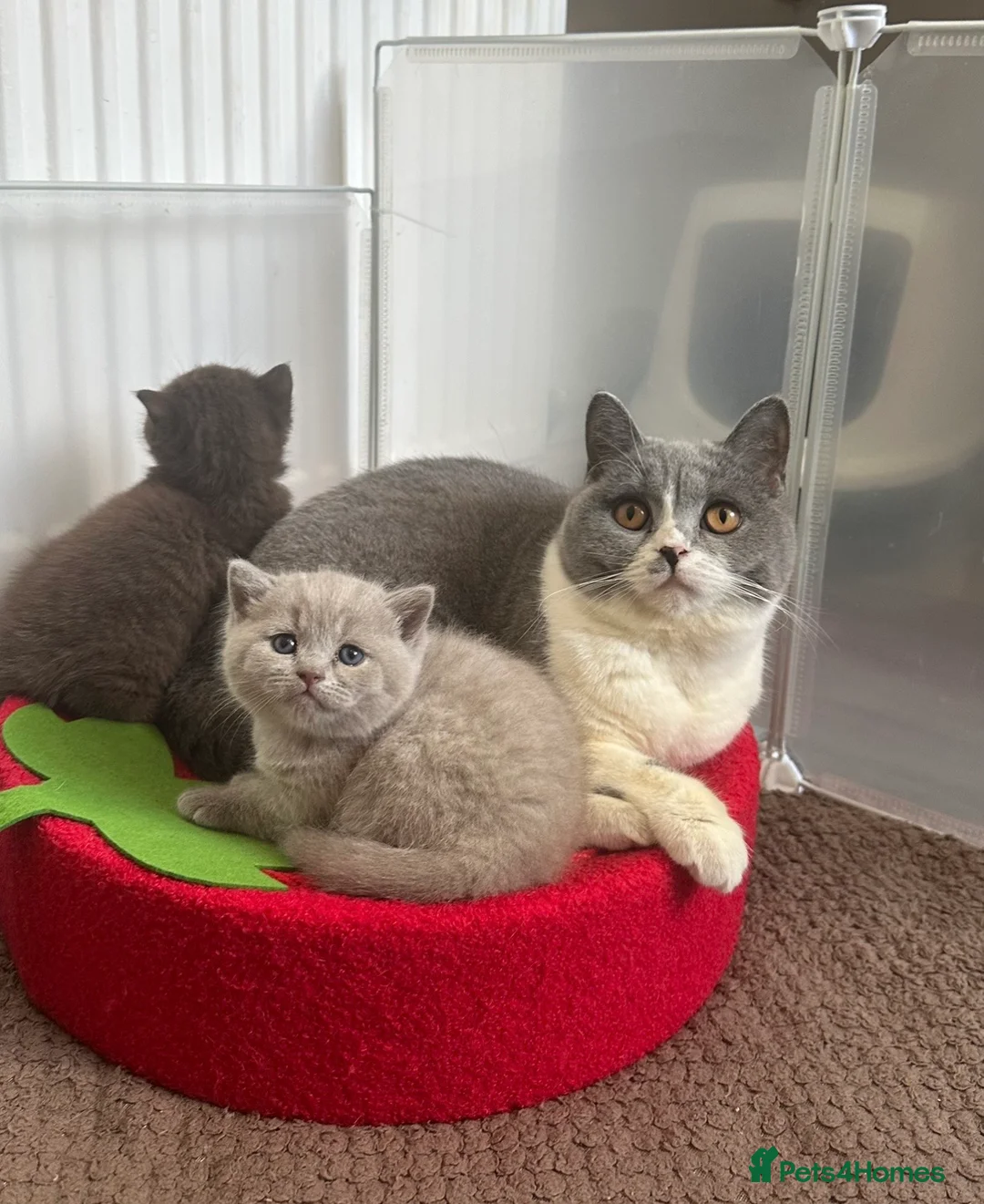 British Shorthair cats for sale: 🍫Chocolate and Lilac TICA Reg British Shorthairs  - Advert 6