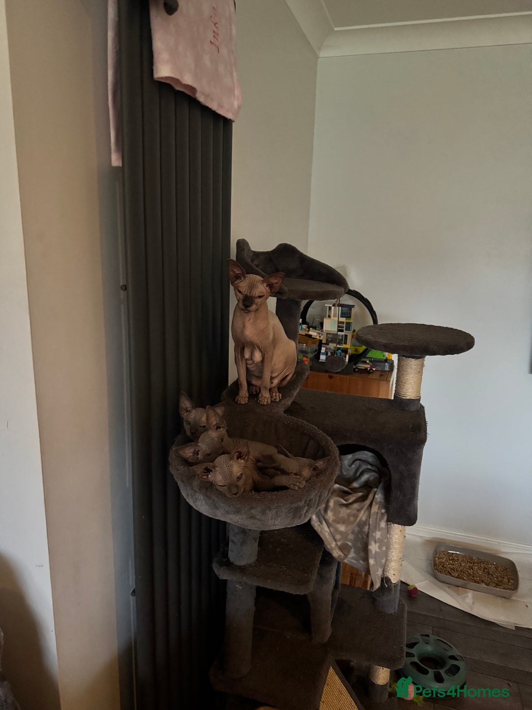 Sphynx cats for sale: Scottish Sphynx Kittens  - Image 6