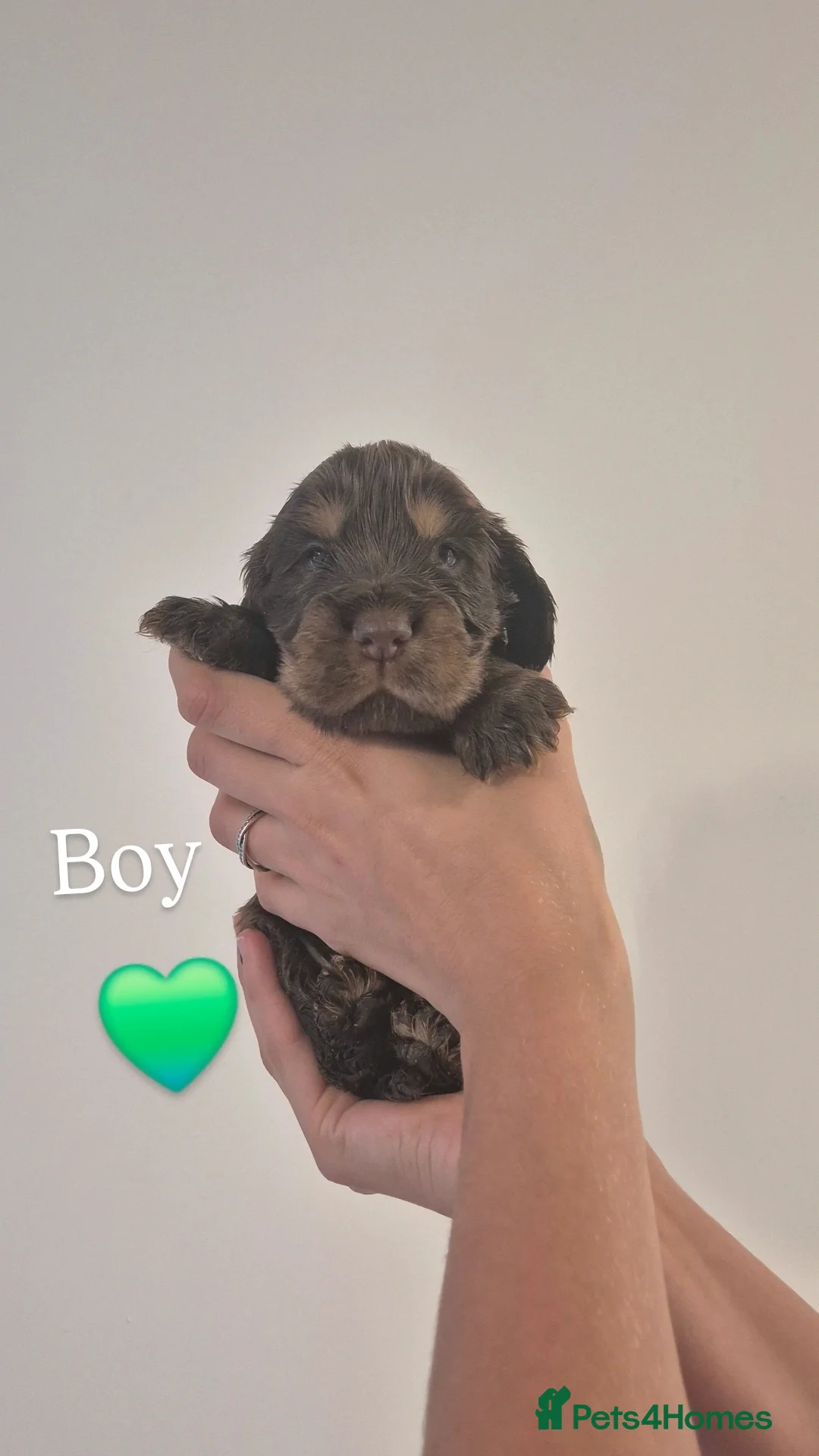 Cocker Spaniel dogs for sale: Kc show cocker spaniel puppies - Image 6
