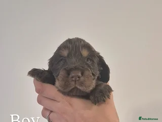 Cocker Spaniel dogs - Advert 2
