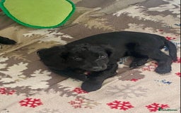 Cockapoo dogs for sale: Adorable F2 Cockapoos Puppies - Image 9