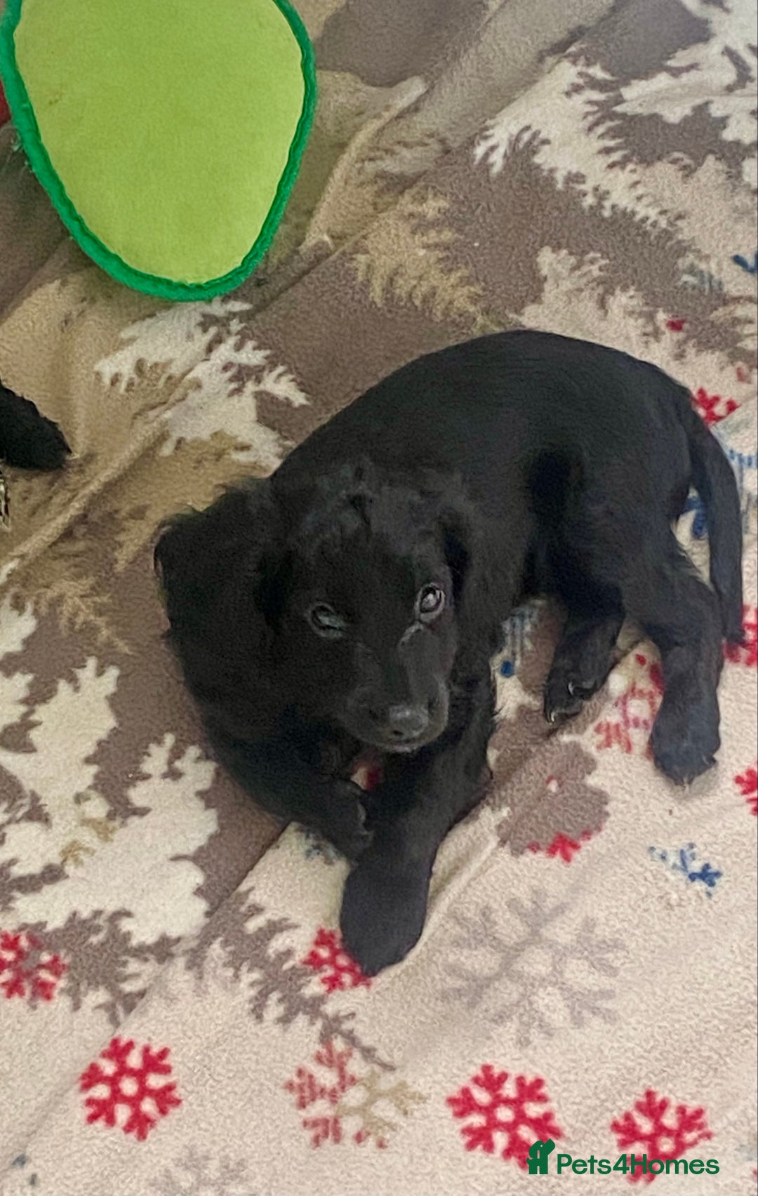 Cockapoo dogs for sale: Adorable F2 Cockapoos Puppies - Image 9