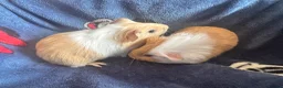 Guinea Pig rodents for sale: 2 Male Guinea pigs in Leeds - Advert 3