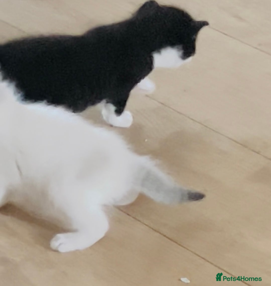 Mixed Breed cats for sale: 4 beautiful boys looking for their forever homes - Image 10
