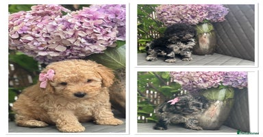 Cockapoo dogs - Advert 10