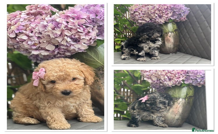 Cockapoo dogs - Advert 12